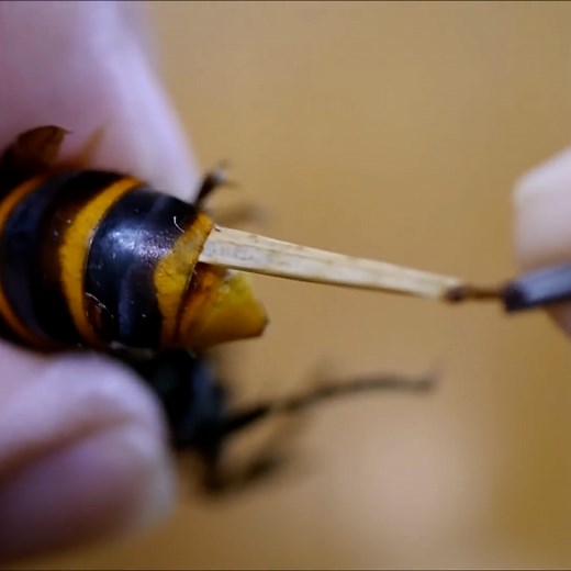 This guy is saving hornets from parasites that have attached themselves to their bodies 😮🐝 | LADbible
