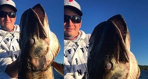 Feast Your Eyes on This Brute of a Muskie That Was Found Floating