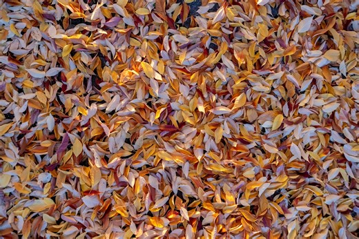 Composting 101: How to turn fall yard debris into garden gold