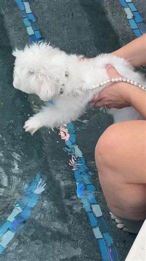 #lab #dog #Maltese #pool #swimming | dogs