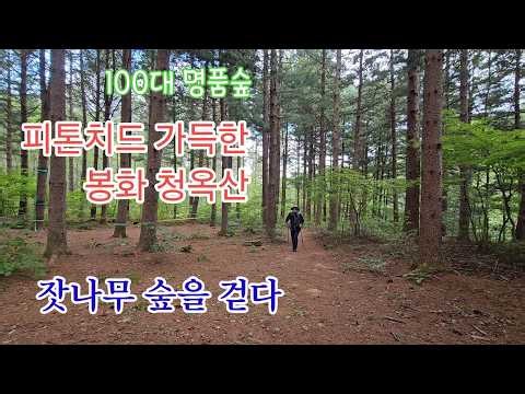 100대 명품숲. 피톤치드 가득한 봉화 청옥산 잣나무 숲을 걷다. [191] / 산 따라 길 따라