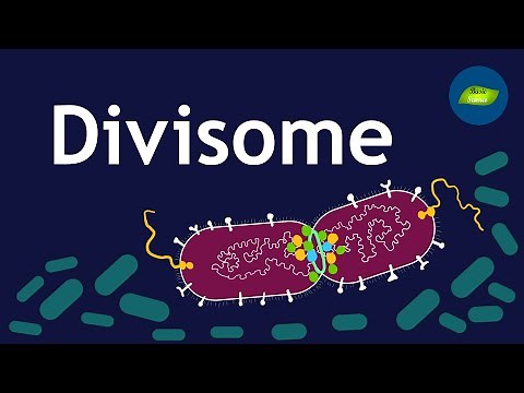 Bacterial divisome core complex I The Architect of Bacterial Cell Division | Basic Science Series