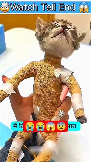 Only 10% Chance to Survive 💔🐱 | Will This Cat Make It? 😢🙏 #trending #babifreitas #shortvideo