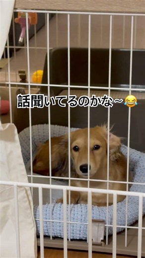 ゲージの中だと大人しい〜😂#ダックスフンド #パピー #ゲージ#癒し #犬のいる暮らし