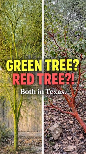 Have you ever seen trees in these colors?🤔