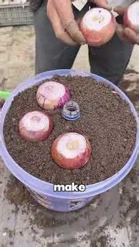 This Plastic Bucket Became a Mini Onion Farm #DIY #HomeGarden #LifeHack #ZeroWaste #GreenOnions