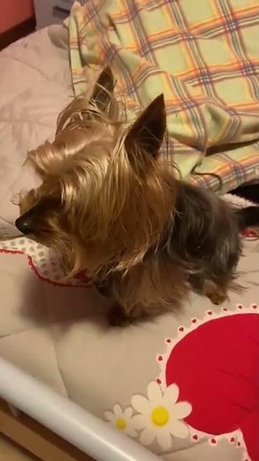 Reverse sneeze "REVERSE SNEEZE" in a Yorkshire Terrier dog breed