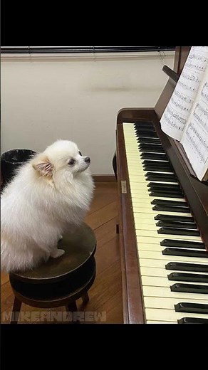 footage of Toby Fox playing the piano part for "Last Goodbye" (real) #undertale #undertaleost #meme