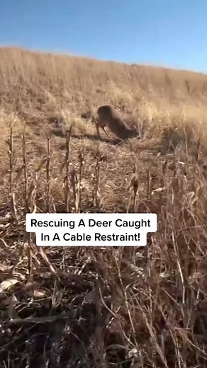 Deer Rescue: Saving a Deer Caught in a Cable Restraint