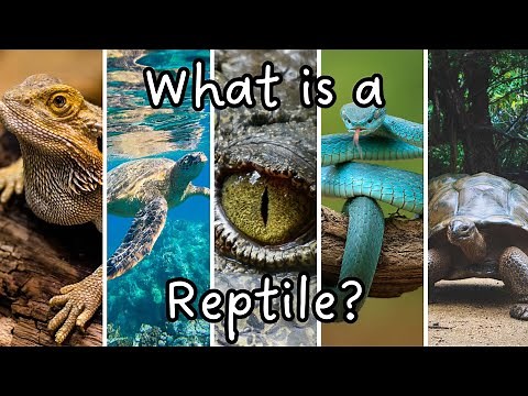 What is a Reptile? Characteristics of a Reptile | Science for Kids | Animal Groups