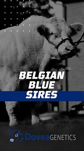 1.1K views · 19 reactions | Check out our Belgian Blue Stars for this year's breeding season. Check out the full range of dairy beef sires in our catalogue at the link below: https://www.doveagenetics.ie/assets/f/153558/x/bc70a6f2c1/dovea-genetics-dairy-beef.pdf | Dovea Genetics | Facebook