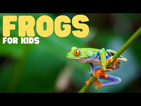 Frogs for Kids | Learn all about these slimy amphibians