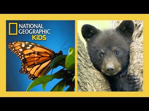 Inside the Enchanted Forests Full Episode Compilation ✨🌲 | ‪@natgeokids‬