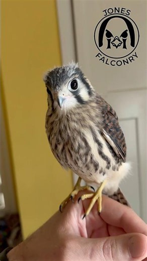 Got to see one of my falconry mentor’s new imprint kestrels today! She was awesome to hang out with!
