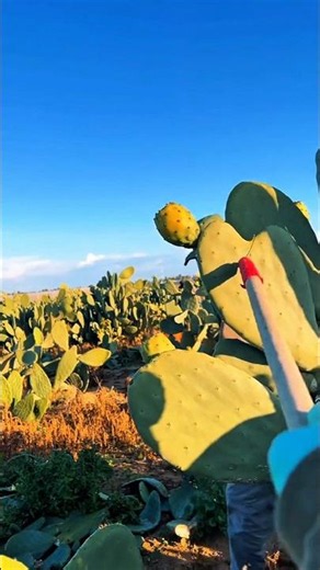 Cactus Fruit Harvest Tool Prevents Painful Injuries Fast #cactus #harvest #farming