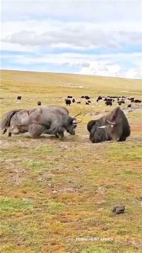 The strange hunting methods of primitive people! 🏹They never miss their target #shortsvideo