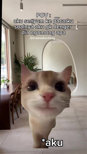 Funny Cat Memes: Adorable Kucing Gemoy