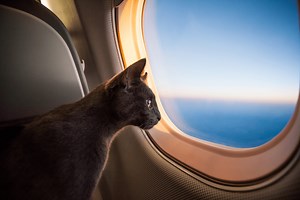 Pet Flying Tips Every Traveler Needs to Know