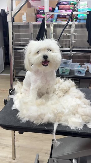 Adorable Shih Poo's Grooming Transformation