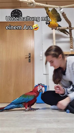 instagram: papageien_simba_pumba_nala ❤️ #papageienliebe #fypシ #fyp #happy #sweet #papageien #papagei #parrot #parrotsoftiktok #cute #spielen