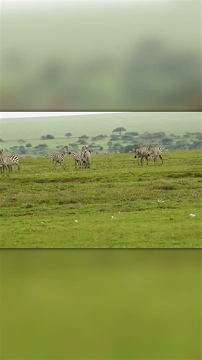 The Cleanest Sprint in Nature: Cheetah vs Antelope