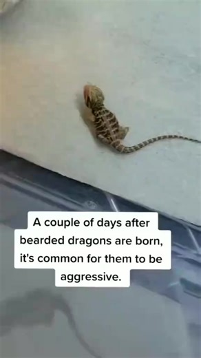 Bearded Dragon Moment 423 : Beautiful Photography Video. 🐉 😍 🥰 . Rate 1-10 As a Bearded Dragon Lover . #beardeddragon #reptile #exoticpets | Daily Bearded Dragon Show