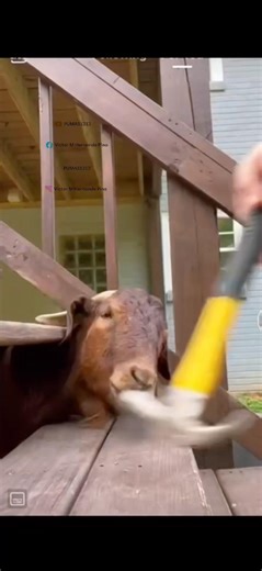 Ese compa chivu and bien enticuzado. Ey #pumas1313 #comedy #sacatripas