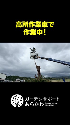 高所作業車で針葉樹を伐採！#秋田県 #庭 #庭のお手入れ #剪定 #伐採 #北秋田市 #北秋田市浦田 #akita #特殊伐採 #安心 #針葉樹 #松 #チェーンソー #高所作業車 #高所作業