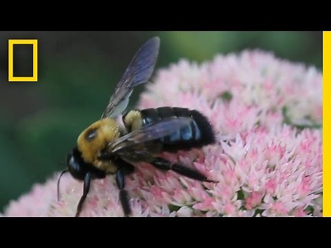 How to Train a Bumblebee: Scientists Study Insect Intelligence | National Geographic