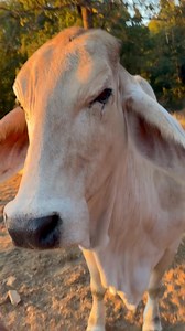 The sweetest! She’s been known to hear a mouse fart from 3 miles away in high winds with those ears. #rhonda #cow #cattle | Rufus The Bull