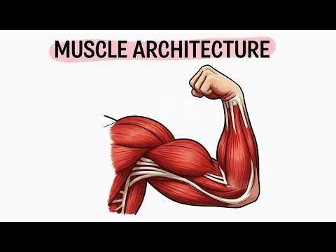 Muscle Architecture Simplified
