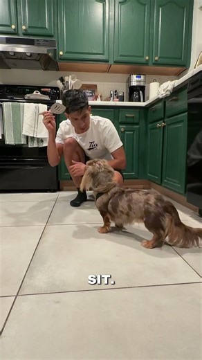 How many days will it take my dachshund to figure out this trick?
