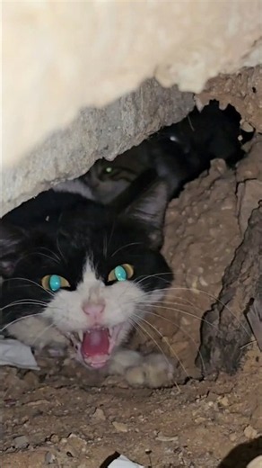 Life of a Street Cat Living Beneath the Road 🐱💔 #StreetCat #StrayCat #CatLife