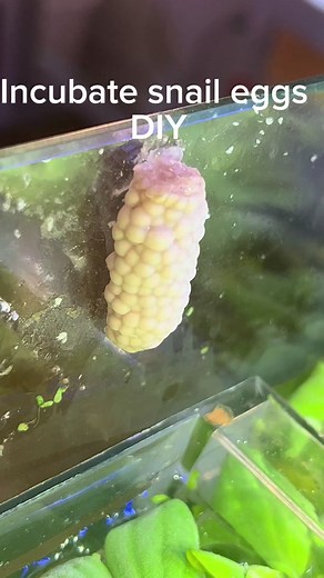 I spent years hatching out snails, and this is by far the easiest method, plus it has the highest success rate. . All you need is a chunk of styrofoam, and a small plastic container (make sure it is light, and will be able to float with the help of the styrofoam). This creates a humid environment for the eggs, allowing the snails to eventually hatch out and not be encapsulated by dry, hard eggshell. . Once they hatch, they can crawl off into the tanks by themselves and begin their new lives . . 