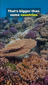 🐠🌊 GREAT BARRIER REEF – THE LARGEST CORAL REEF ON EARTH! 🌊🐠
