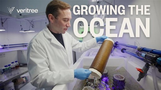 Inside a Kelp Restoration Site: Building Kelp Forests in British Columbia | Industrial Plankton Inc.