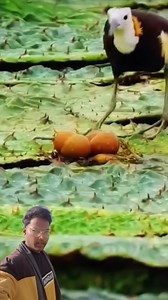 6.3K views · 17 reactions | Will this bird eat the egg? Oh this, what is she doing? She is protecting the egg from the rain, that is she is the mother.朗樂☺️珞珞 #fbpost2024 #2024trends #viralreels #fbreels #trendingreels #reelsfb #trendingreelsvideo #fypviral #fbviral #viralvideo | RKG Sir Vlogs | Facebook