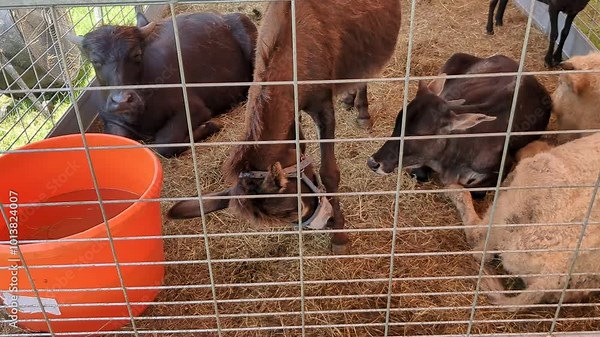 Cute Baby cows in a pen eating hay grass on a beautiful sunny day