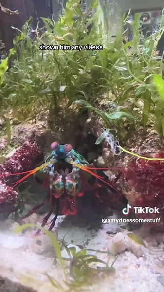 More Mantis Shrimp Videos for Ludo