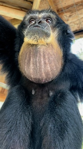 Animal Preservation Education on Instagram: "Sounds of siamangs.. #siamang #gibbon #ape #primate #animals #sanctuary #cuteanimals"