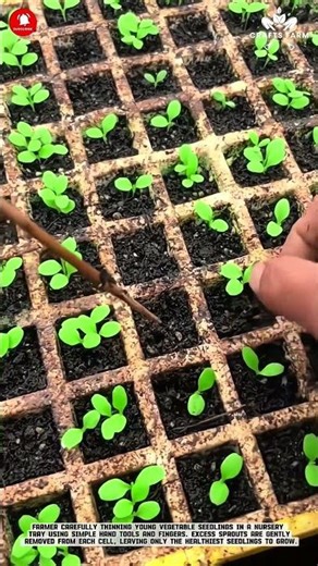 Seedling Thinning Process in Nursery Trays: Selecting Strong Sprouts for Healthy Growth