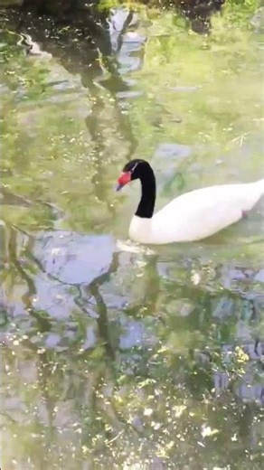Black-Necked Swan #swan #waterfowl #wildlife #ytshorts #shorts