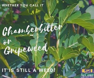 Gripeweed or chamberbitter is a very common summer annual weed in south Louisiana. It has become more common in our area over the past 10 years or so. Indeed, it is now one of our most significant summer weeds. You may not ever totally get rid of it, but you can manage this weed. Gardeners should accept eradication of a particular weed is near impossible, but control and management are within our reach. Chamberbitter can appear seemingly overnight in flower beds. This summer annual weed can be c