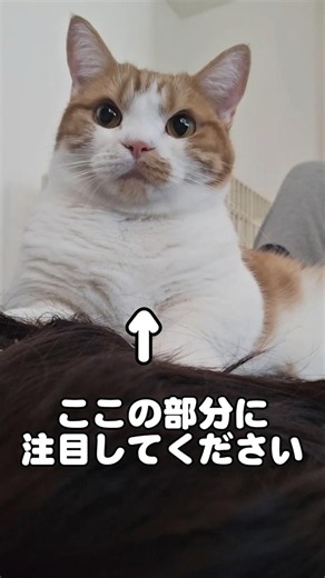 【マンチカン】この猫を見るとチャンネル登録したくなります② #猫のいる暮らし #munchkinfold #ねこ