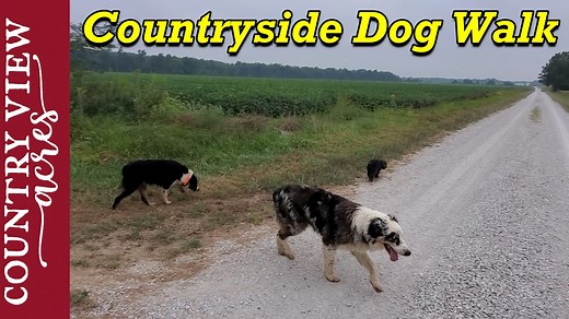 27K views · 1.3K reactions | 2.5 mile dog walk in rural Illinois | Country View Acres | Facebook