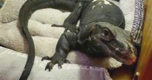 5-foot-long lizard on the loose in Webster, Massachusetts