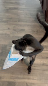 702K views · 20K reactions | This new bath toy is going to take some getting use to !藍 thank you Peggy Porter Honeyman ❤️ #package #fanmail #amazon #delivery #funny #bath #toy | Keke Spidermonkey | Facebook