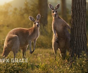 ArtStation - Female Kangaroo Animation | VFX Grace | Game Assets