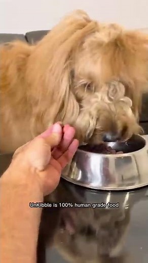 Ultimate dog food taste test challenge! #tastetest #goldendoodle #dogfood #spotandtangopartner