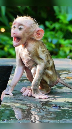 31K views · 410 reactions | Can't stop crying to see poor baby Leo strong abuse by mom #cutebabymonkey #monkeys | BB Monkey Lucie | Facebook